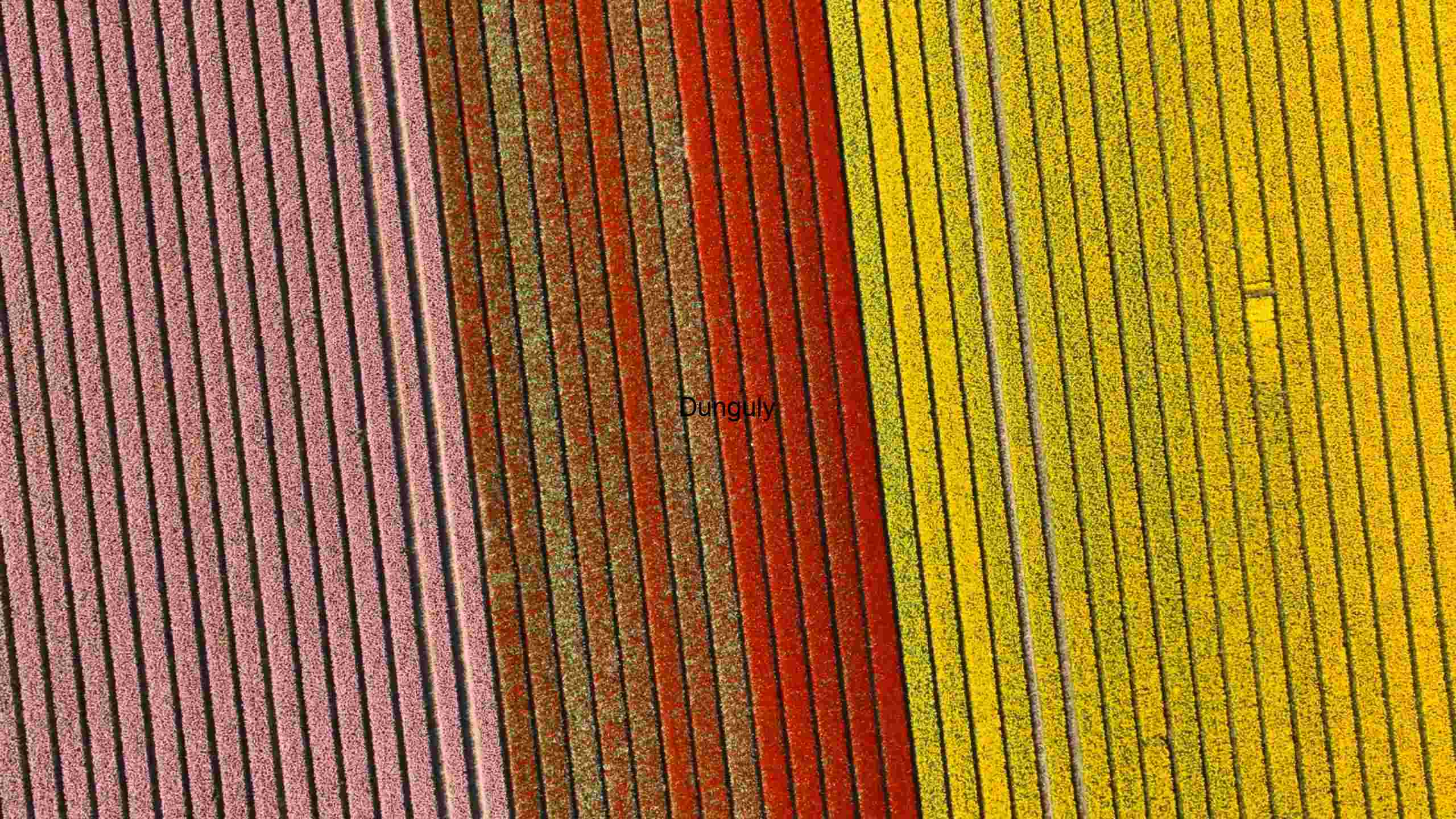 Vibrant Spectrum of Textured Stripes