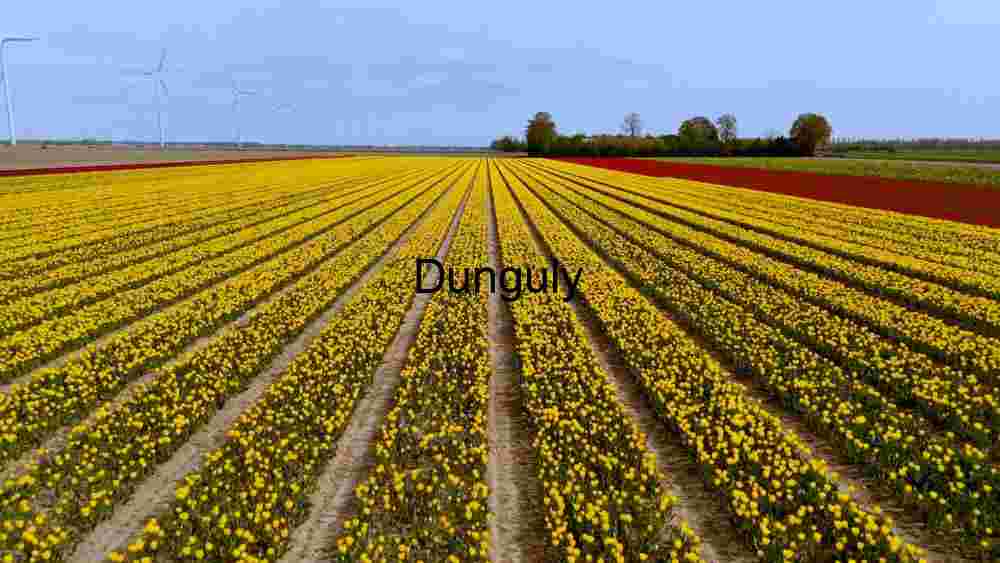 Vibrant Tulip Fields and Wind Turbines
