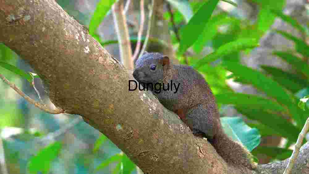 Squirrel in its Natural Habitat