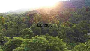 Tropical Forest Sunrise