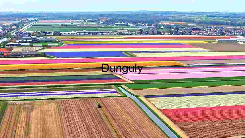 Aerial View of Colourful Tulip Fields