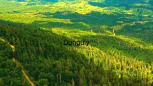 Verdant Forest Landscape