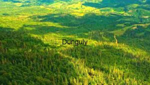 Verdant Forest Landscape