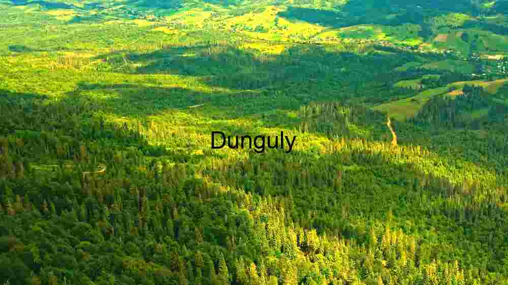 Verdant Forest Landscape