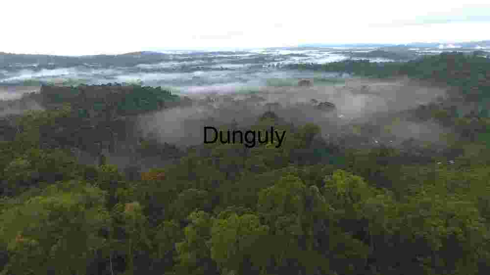 Misty Rainforest Landscape
