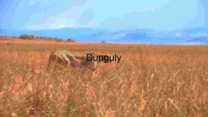 Cheetah in the Savannah