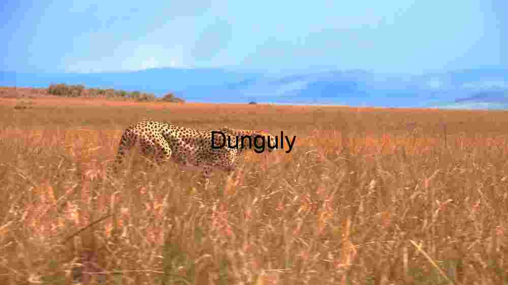 Cheetah in the Savannah