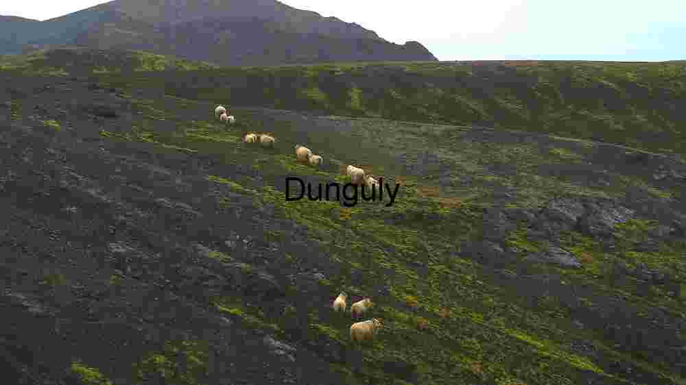 Sheep Grazing on a Volcanic Slope