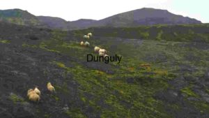 Sheep Grazing on a Volcanic Land