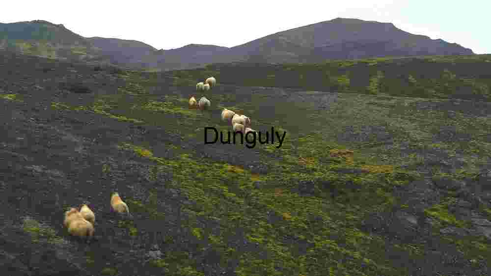 Sheep Grazing on a Volcanic Land