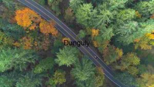 Aerial View of a Forest Road in Autumn