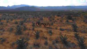 Agave Field in Arid Landscape