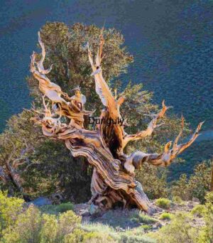 Ancient Bristlecone Pine Tree in the White Mountains