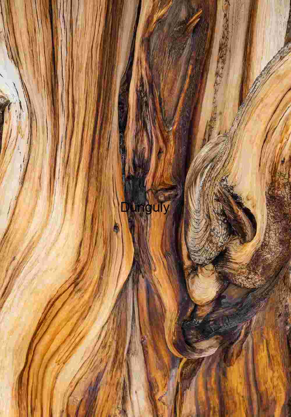 Intricate Patterns in Weathered Wood