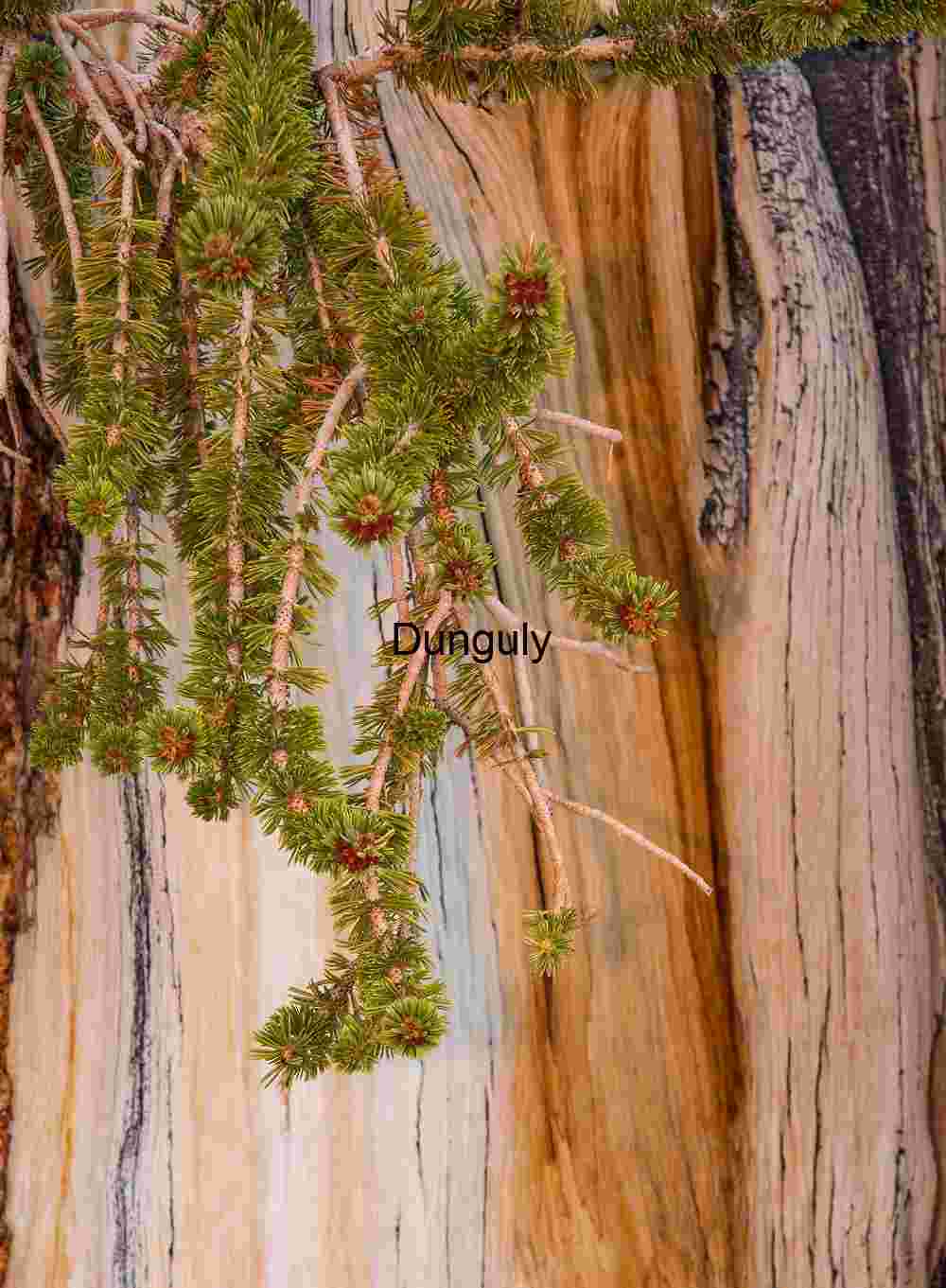 Close-Up of Pine Branch Against Textured Tree Bar