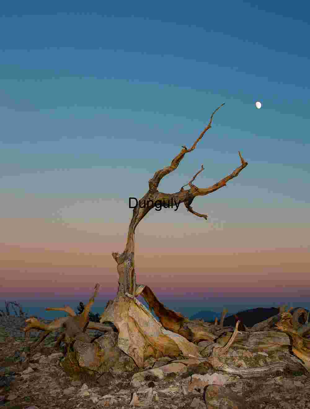 Moonlit Desert Landscape with Ancient Tree