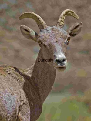 Close-Up of a Bighorn Sheep