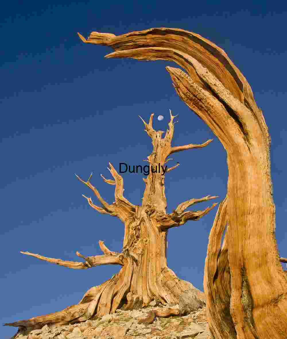 Ancient Bristlecone Pine and Moon