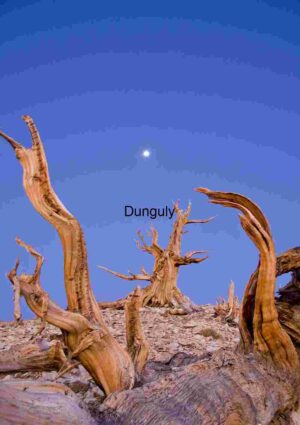 Ancient Bristlecone Pines Under Moonlit Sky