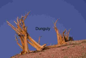 Ancient Bristlecone Pine Tree Against a Clear Sky