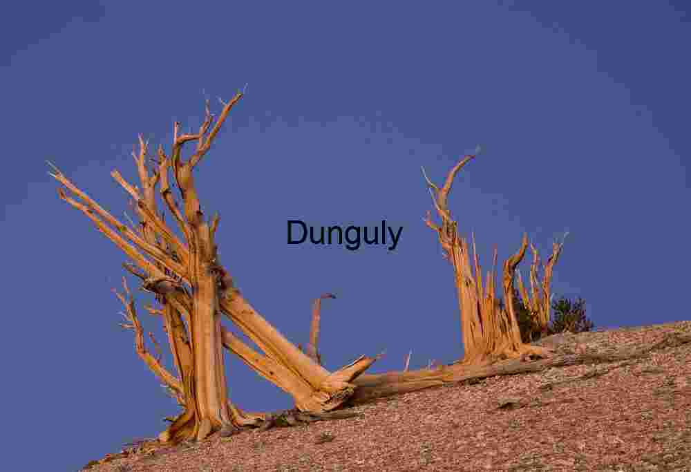 Ancient Bristlecone Pine Tree Against a Clear Sky