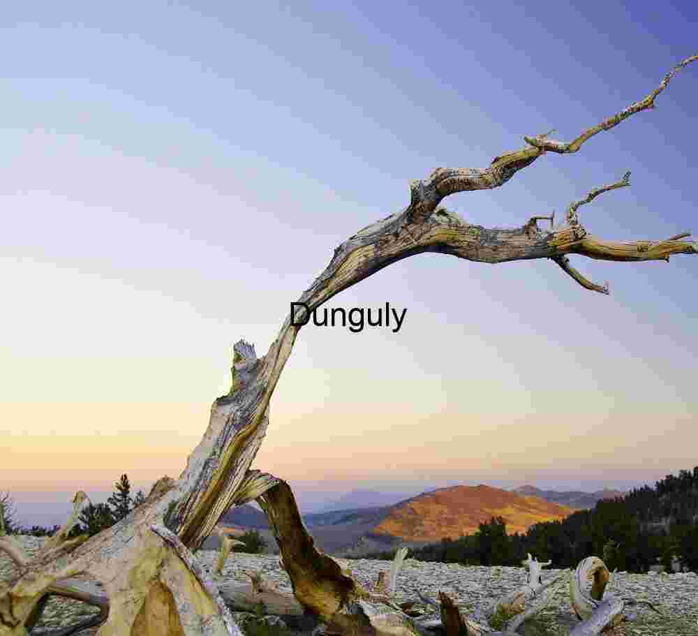 Ancient Bristlecone Pine at Sunset