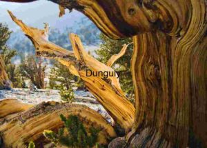 Ancient Bristlecone Pine Tree in Rocky Landscape