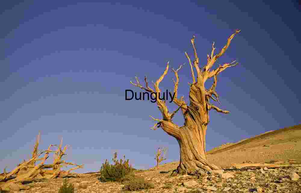Ancient Bristlecone Pine Tree in Arid Landscape