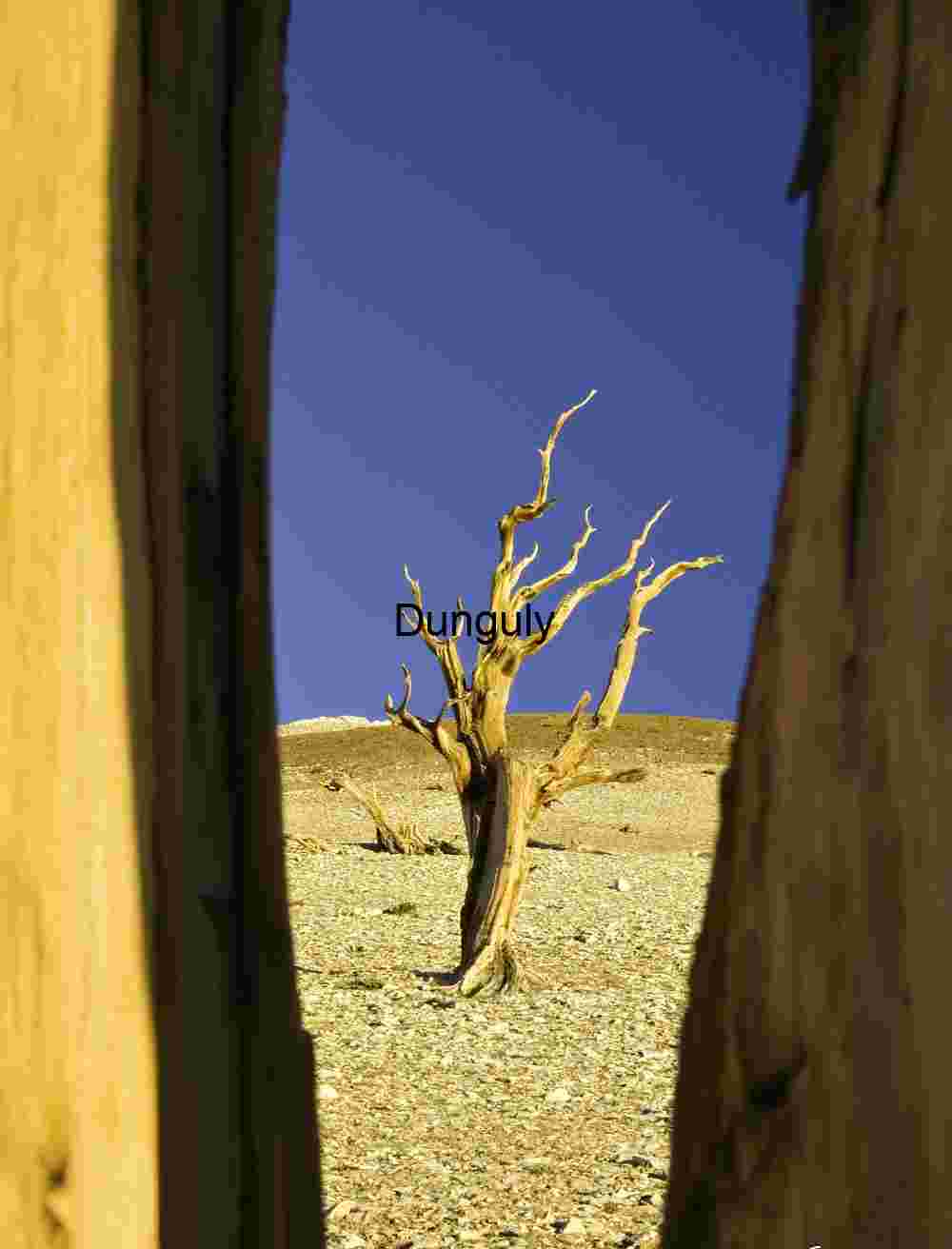 Solitary Tree in Arid Landscape Framed by Wood