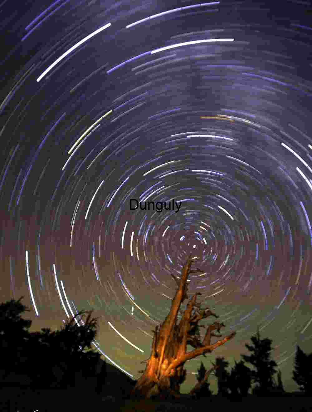 Star Trails Over Ancient Tree