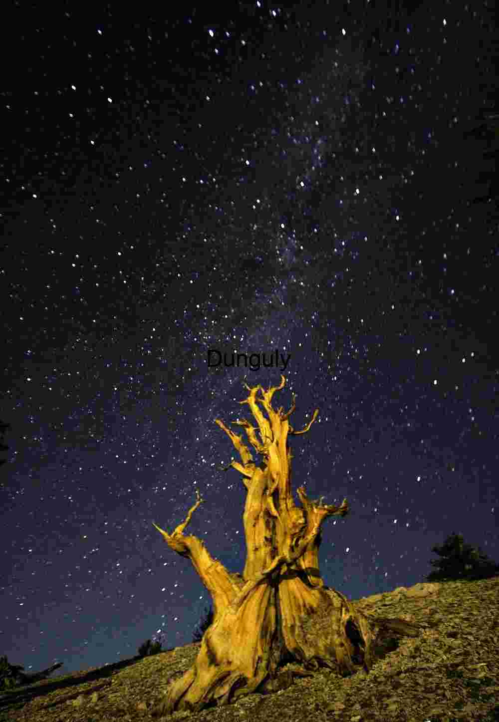 Ancient Tree Under Starry Night Sky