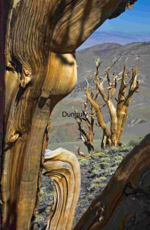 Ancient Bristlecone Pine Trees in the Mountains