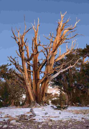 Ancient Bristlecone Pine Tree in Winter