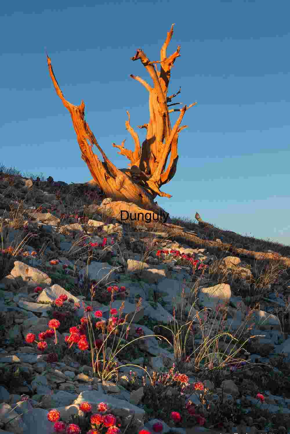 Ancient Bristlecone Pine Tree at Sunset