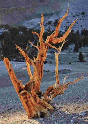 Ancient Bristlecone Pine in Rocky Landscape