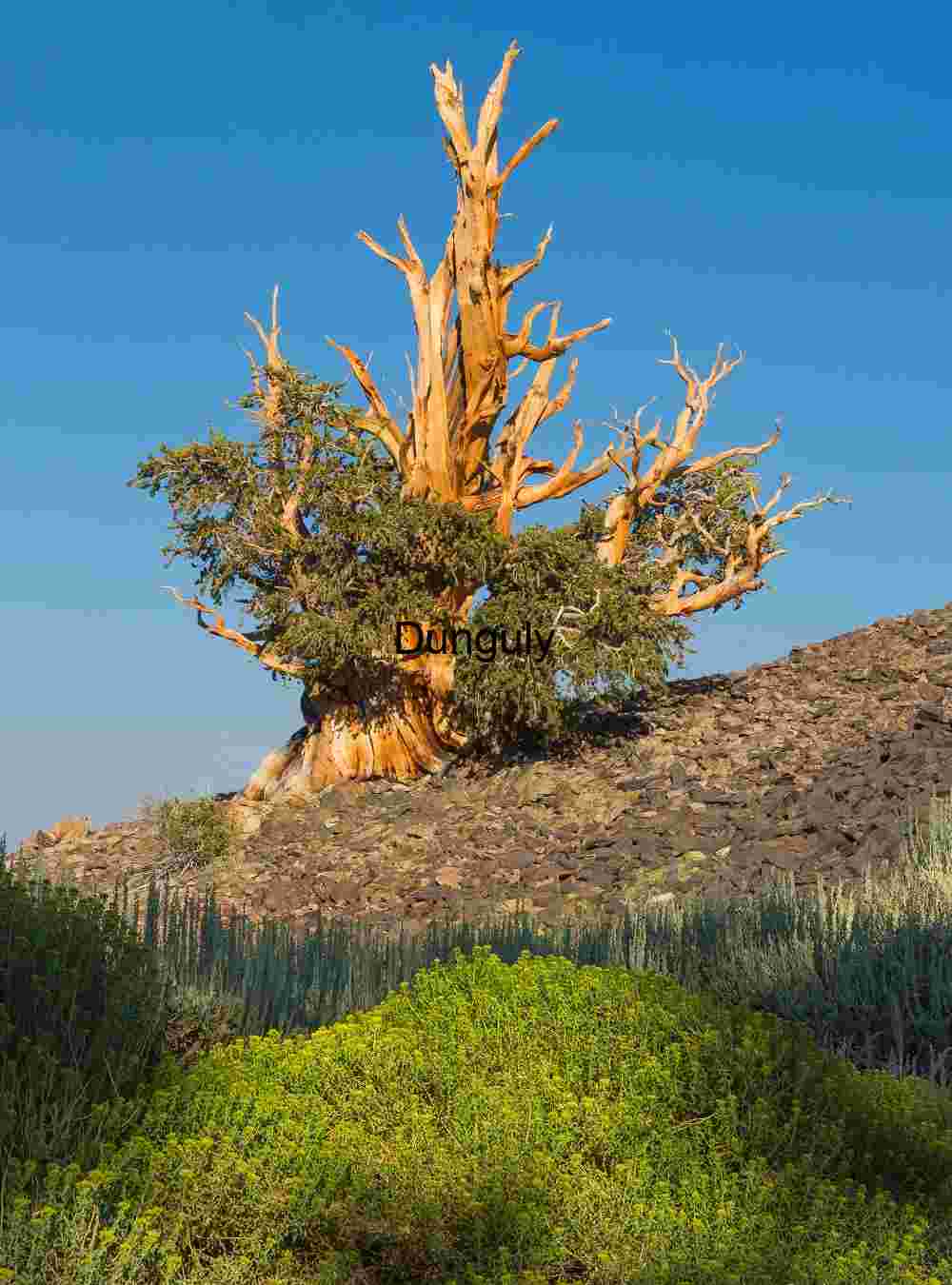 Ancient Bristlecone Pine Tree in Rocky Terrain