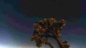 Starry Night Over Joshua Tree