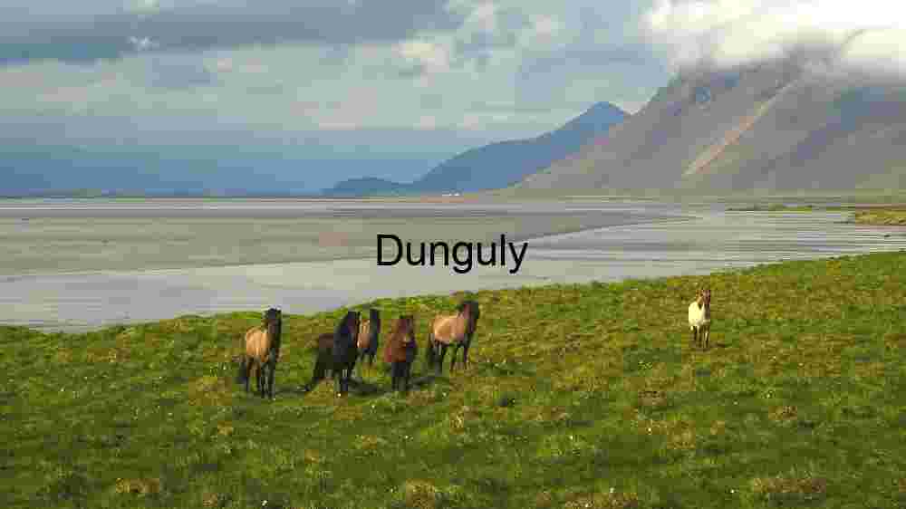 Horses Grazing in Scenic Landscape