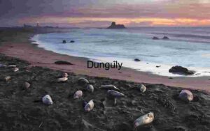 Seals Resting on a Beach at Sunset