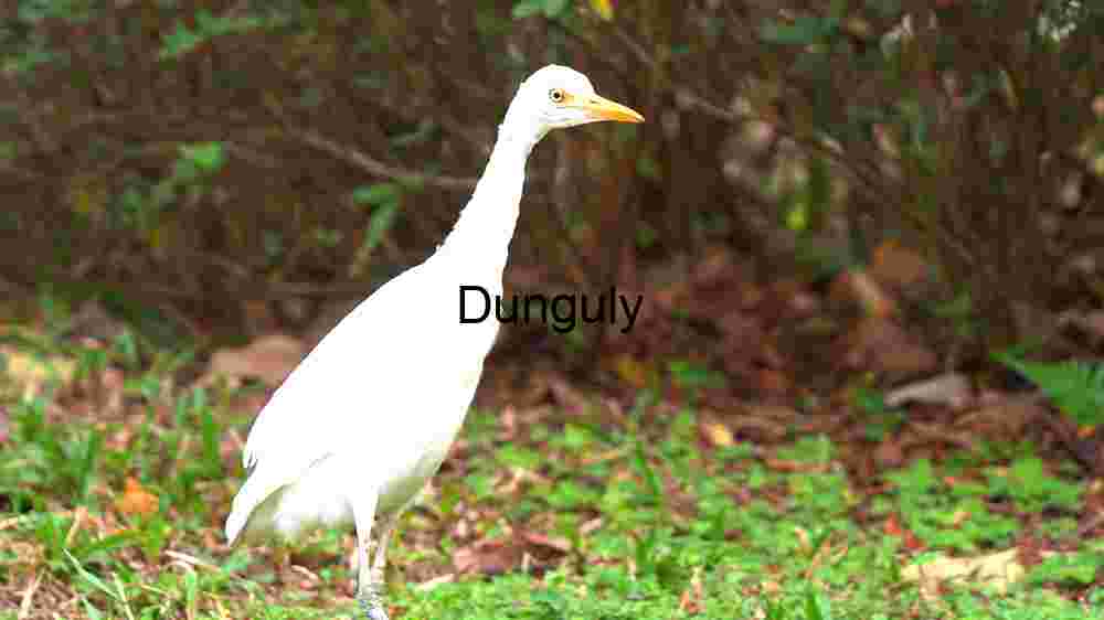 Elegant White Egret in Natural Habitat
