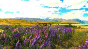 Vibrant Lupine Field with Mountainous Backdrop