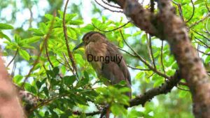 Bird Perched in Lush Greenery