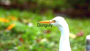 Close-Up of a White Heron