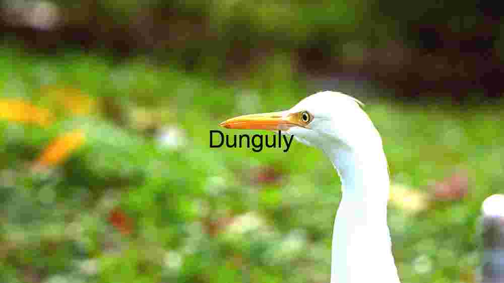 Close-Up of a White Heron