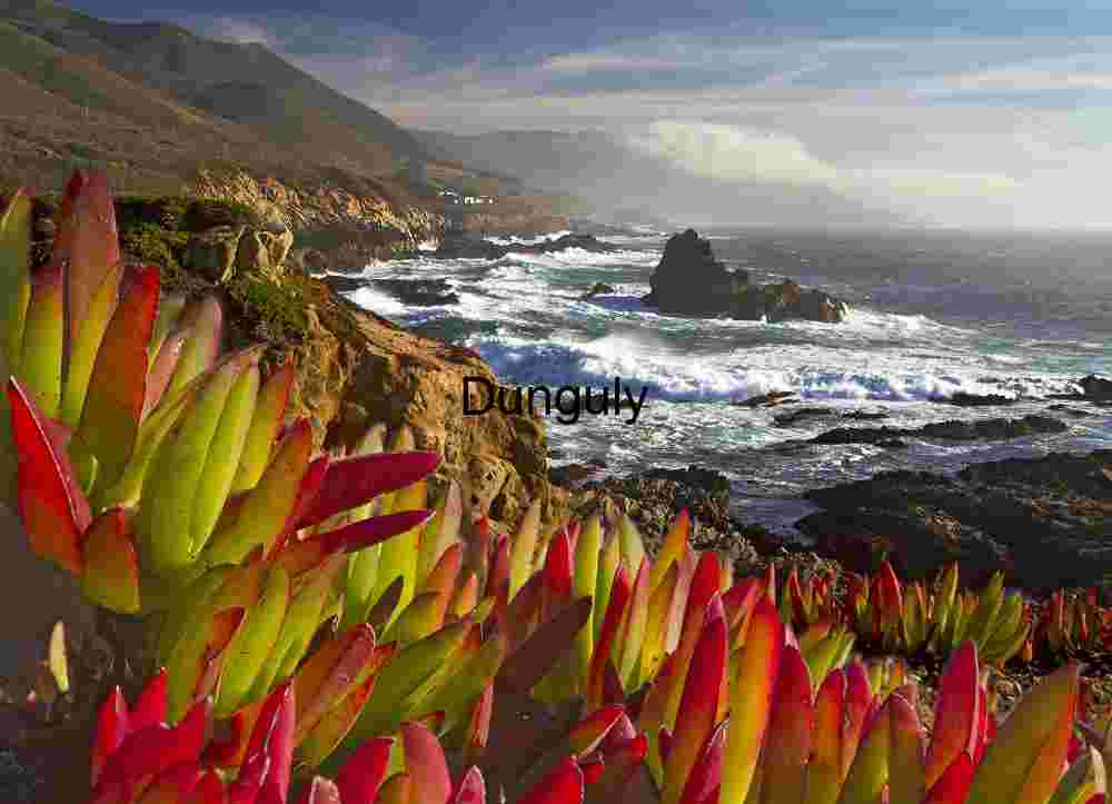 Coastal Succulents Overlooking Rocky Shoreline