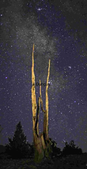 Ancient Bristlecone Pine: A Testament to Time