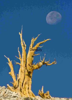 Moonlit Silhouette: The Timeless Strength of a Lone Tree