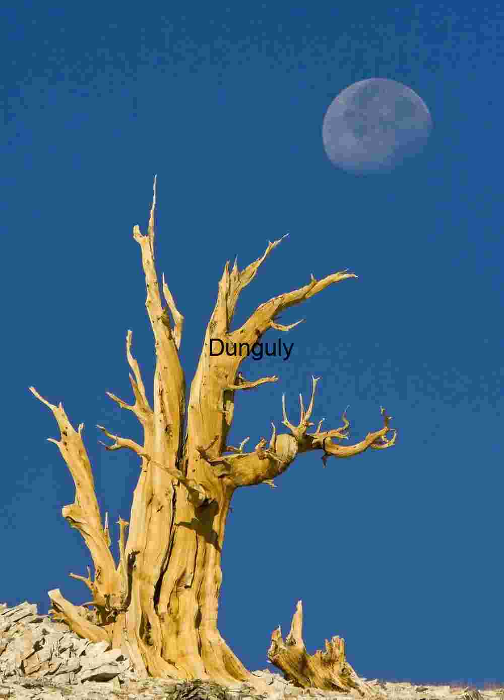 Moonlit Silhouette: The Timeless Strength of a Lone Tree