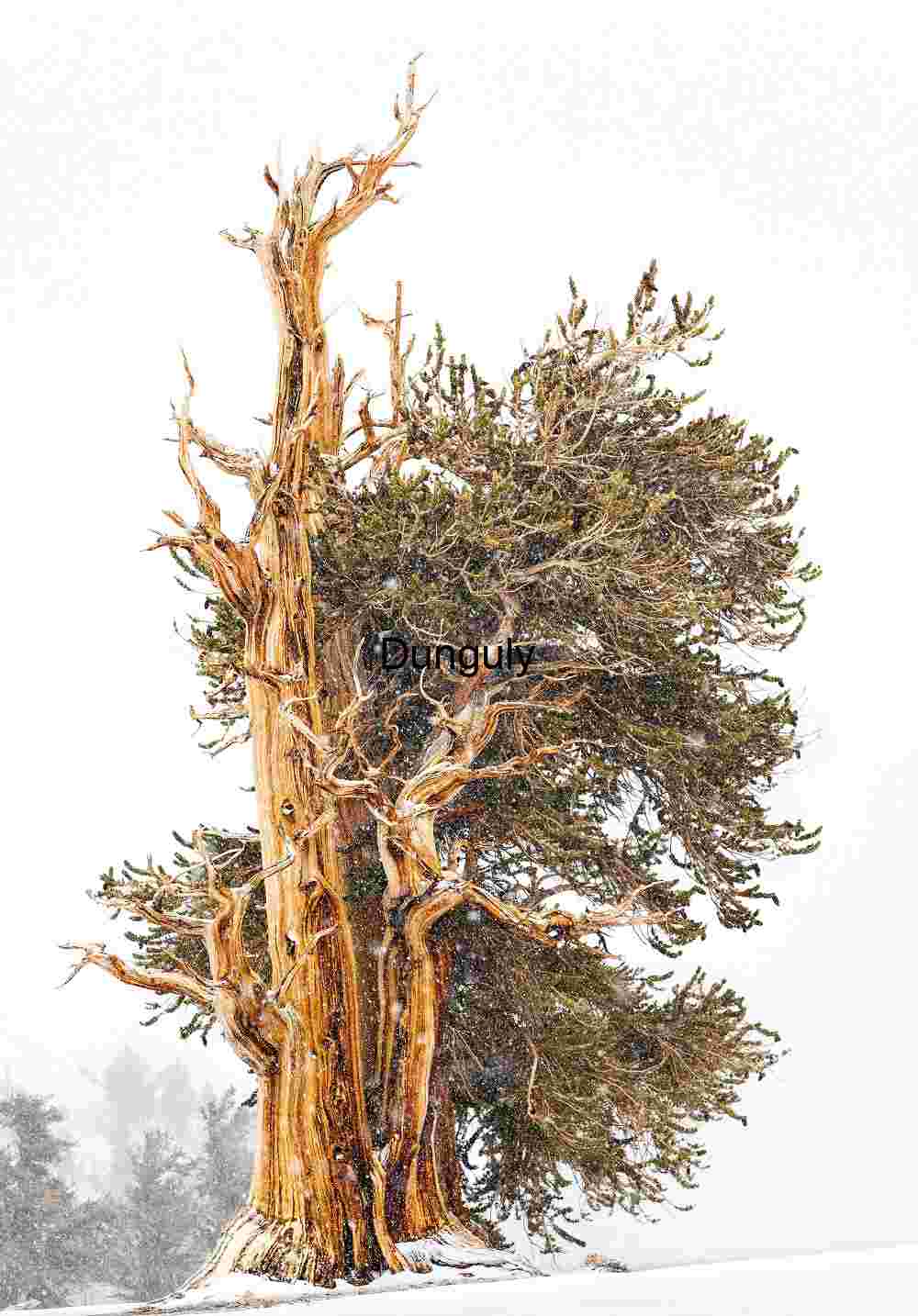 Timeless Resilience: The Ancient Pine in Snow