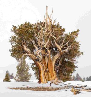 The Timeless Strength of a Bristlecone Pine